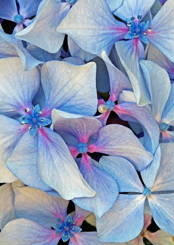 Blue Hydrangeas