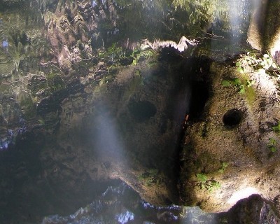Pond Abstract